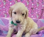 Small Photo #10 Golden Retriever Puppy For Sale in SACRAMENTO, CA, USA