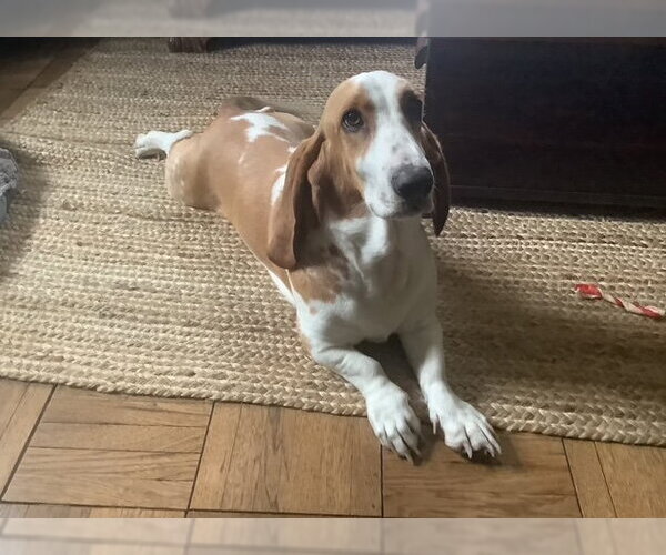 Medium Photo #2 Basset Hound Puppy For Sale in Petaluma, CA, USA