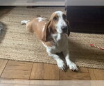 Small #1 Basset Hound