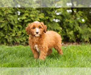 Goldendoodle-Poodle (Miniature) Mix Puppy for sale in BREMEN, IN, USA