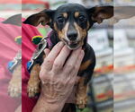 Small #50 Dachshund Mix