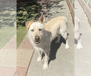 Labrador Retriever-Unknown Mix Dogs for adoption in La Verne, CA, USA