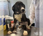 Small Labrador Retriever Mix