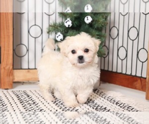 Zuchon Puppy for sale in NAPLES, FL, USA
