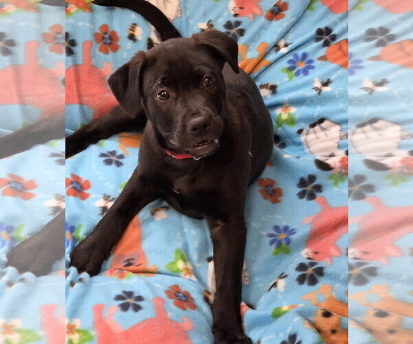 Medium Photo #1 Labrador Retriever-Unknown Mix Puppy For Sale in Greenville, IL, USA