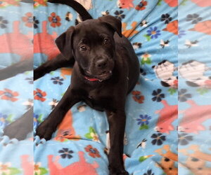 Labrador Retriever-Unknown Mix Dogs for adoption in Greenville, IL, USA