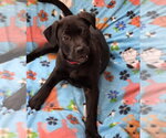 Small Labrador Retriever Mix