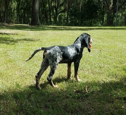 Bluetick Coonhound Puppy for sale in LIVE OAK, FL, USA