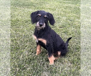 Mutt Dogs for adoption in Plainfield, IL, USA