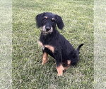 Small Mutt