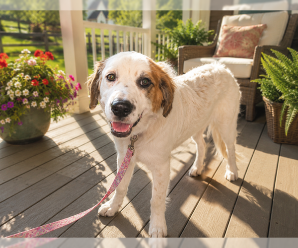 Medium Photo #2 Saint Pyrenees Puppy For Sale in MIDWAY, UT, USA
