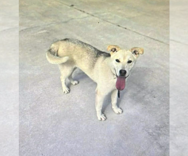 Medium Photo #5 Mutt Puppy For Sale in Rockville, MD, USA