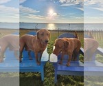 Small Photo #27 Labrador Retriever Puppy For Sale in BUFFALO, NY, USA