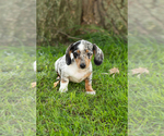 Small Photo #30 Dachshund Puppy For Sale in BREMEN, IN, USA