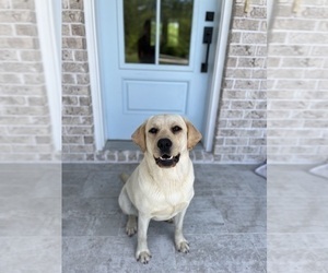 Mother of the Labrador Retriever puppies born on 05/10/2025