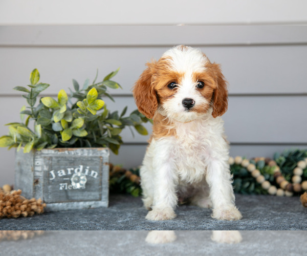 Medium Photo #1 Cavapoo Puppy For Sale in WOLCOTTVILLE, IN, USA