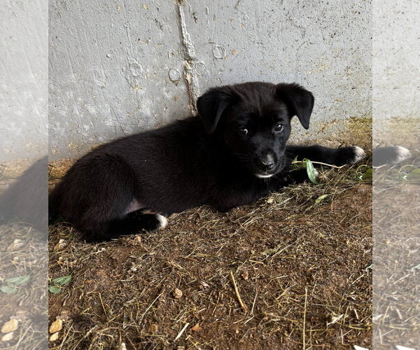 Medium Photo #6 Shepradors Puppy For Sale in Macon, MO, USA