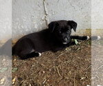 Small #5 Shepradors