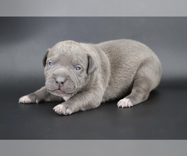 Medium Photo #1 American Bully Puppy For Sale in CHAMPAIGN, IL, USA
