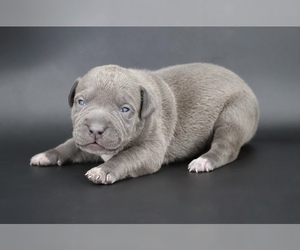 American Bully Puppy for Sale in CHAMPAIGN, Illinois USA