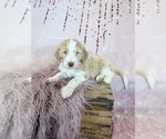 Puppy Storm Aussie-Poo-Goldendoodle Mix