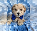 Small Photo #5 ShihPoo Puppy For Sale in LANCASTER, PA, USA