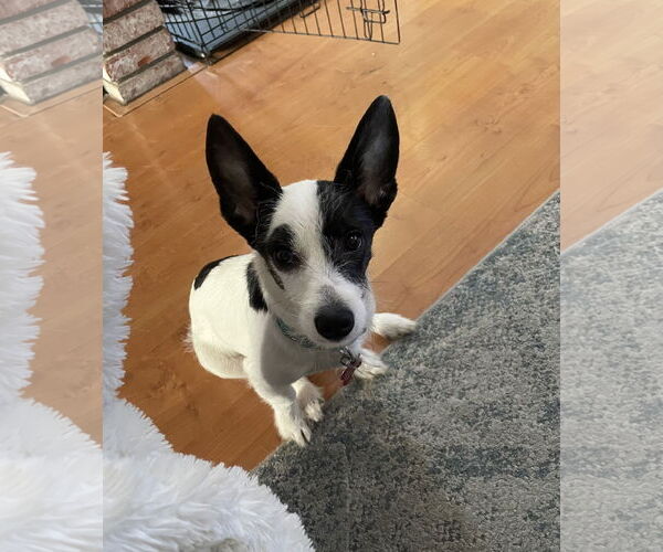 Medium Photo #1 Mutt Puppy For Sale in Escondido, CA, USA