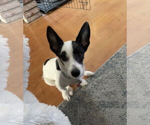Mutt Dogs for adoption in Escondido, CA, USA