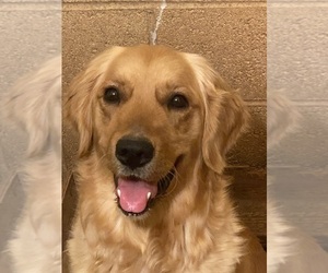 Mother of the Golden Retriever puppies born on 07/08/2026