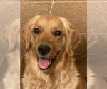 Small Photo #1 Golden Retriever Puppy For Sale in SCOTTSDALE, AZ, USA