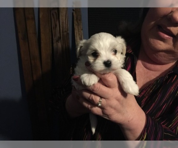 Medium Photo #71 Maltese Puppy For Sale in BRKN ARW, OK, USA