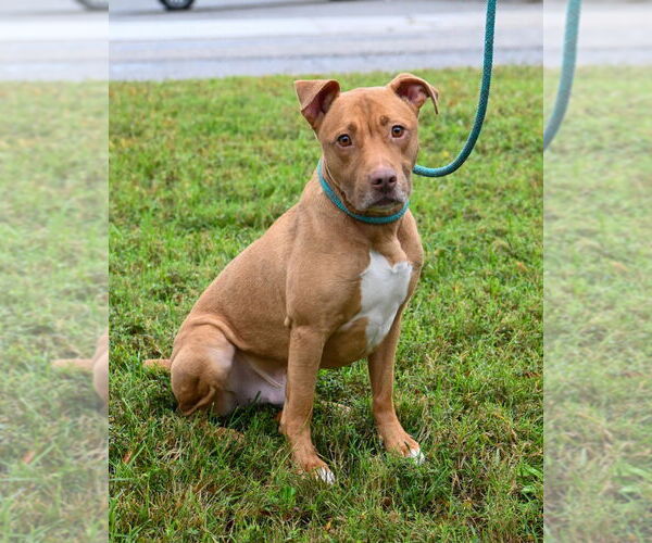 Medium Photo #5 American Pit Bull Terrier Puppy For Sale in Glen Allen, VA, USA