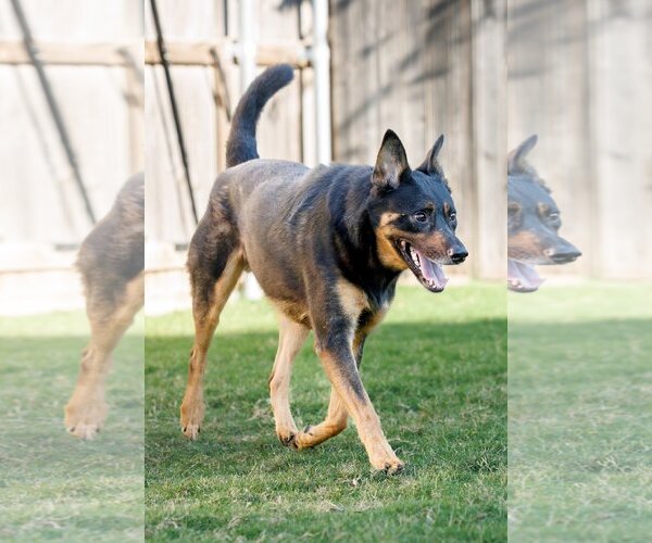 Medium Photo #6 Shepweiller Puppy For Sale in McKinney, TX, USA