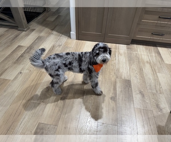 Medium Photo #1 Doodle-Goldendoodle Mix Puppy For Sale in FRANKTOWN, CO, USA