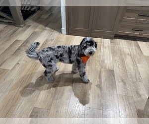 Doodle-Goldendoodle Mix Puppy for sale in FRANKTOWN, CO, USA