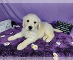 Small Photo #44 English Cream Golden Retriever Puppy For Sale in PEYTON, CO, USA