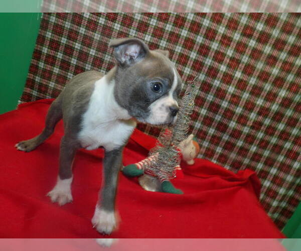 Medium Photo #3 Boston Terrier Puppy For Sale in PATERSON, NJ, USA