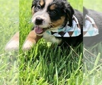 Small Photo #4 Bernese Mountain Dog Puppy For Sale in FLEMING ISLAND, FL, USA