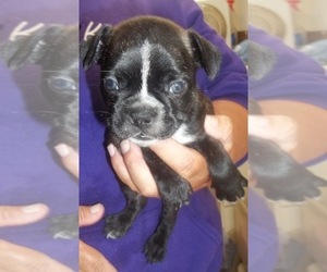 Faux Frenchbo Bulldog Puppy for sale in WILSONVILLE, OR, USA