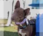 Small Australian Kelpie Mix