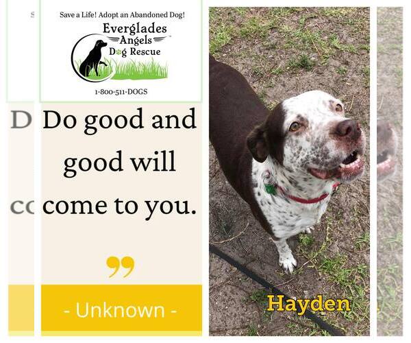 Medium Photo #27 Mutt Puppy For Sale in Pompano Beach , FL, USA