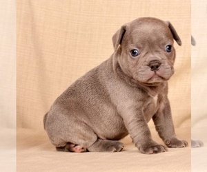 French Bulldog Puppy for sale in ISLAMORADA, FL, USA