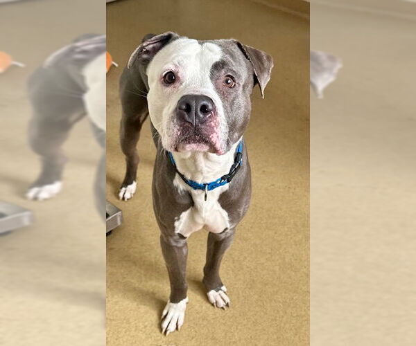 Medium Photo #1 American Pit Bull Terrier Puppy For Sale in Derwood, MD, USA