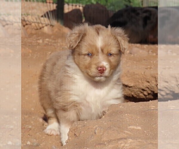 Medium Photo #22 Miniature Australian Shepherd Puppy For Sale in WITTMANN, AZ, USA