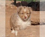 Small Photo #22 Miniature Australian Shepherd Puppy For Sale in WITTMANN, AZ, USA