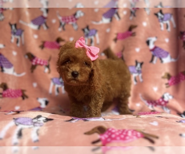 Medium Photo #9 Cavapoo Puppy For Sale in LAKELAND, FL, USA