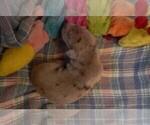 Small Photo #90 Great Dane Puppy For Sale in SPRAGGS, PA, USA