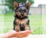 Small Photo #48 Yorkshire Terrier Puppy For Sale in WARSAW, IN, USA
