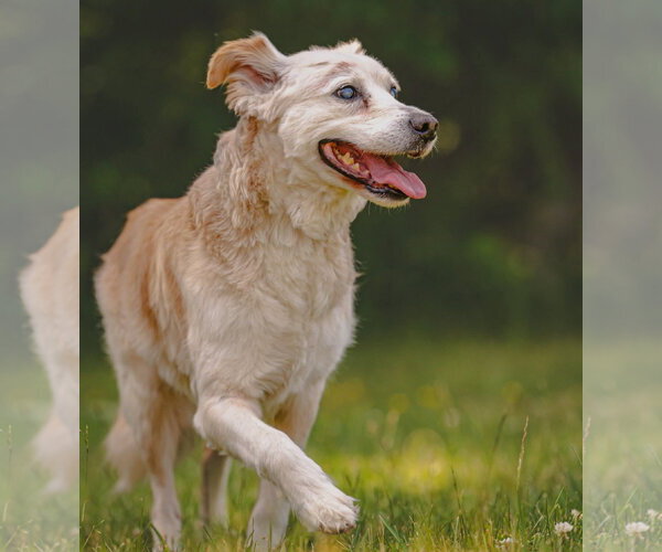 Medium Photo #2 Collie-Unknown Mix Puppy For Sale in Rustburg, VA, USA
