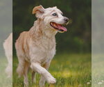 Small #1 Collie Mix
